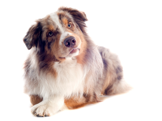 Australian Shepherd