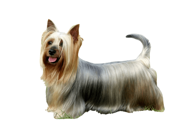 Australian Silky Terrier