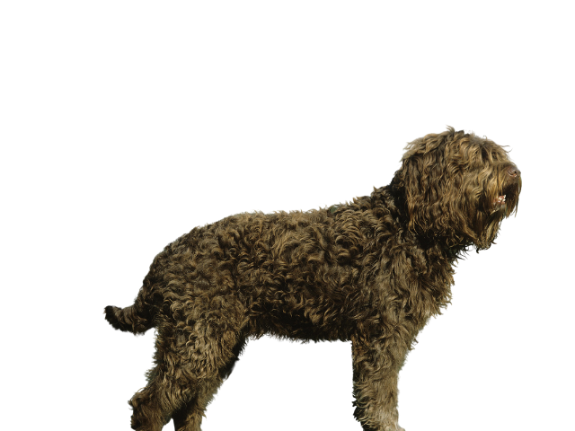 Barbet