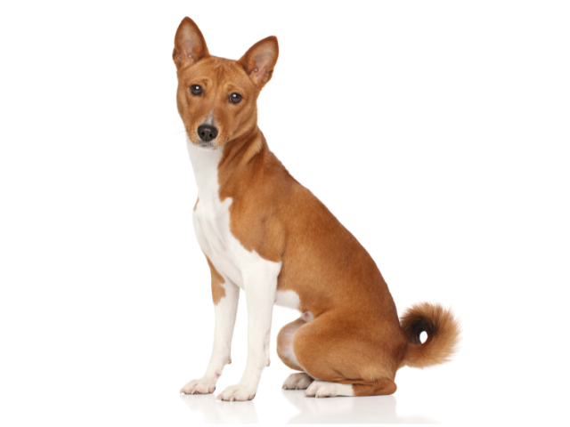 Basenji