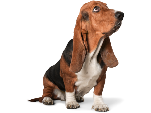 Basset Hound ,razze di cani grandi, razze di cani grande taglia, Razze di cani di taglia grande