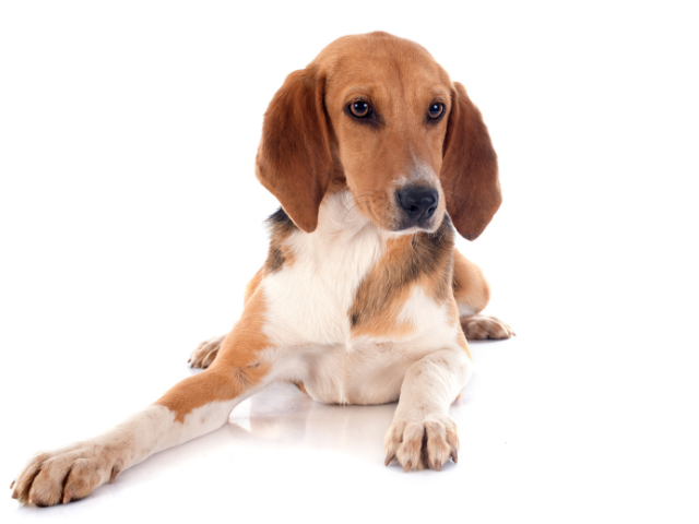 Beagle Harrier