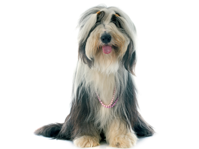 Bearded Collie