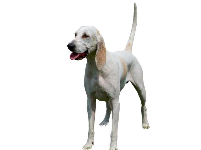 Billy ,razze di cani grandi, razze di cani grande taglia, Razze di cani di taglia grande