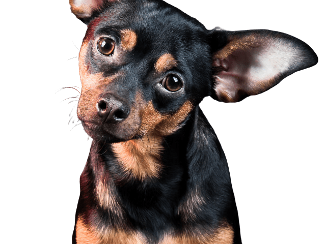 Black and Tan Toy Terrier
