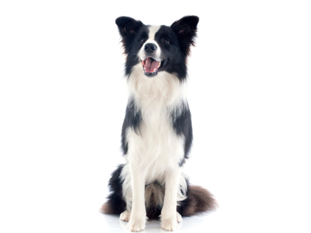 Border Collie, razze cani, razze cani taglia media, razze cane, razze di cani