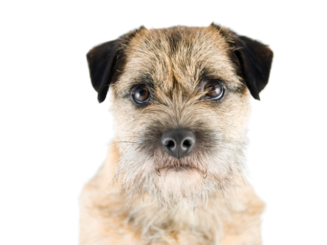 Border Terrier