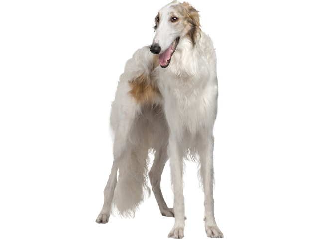 Borzoi ,razze di cani grandi, razze di cani grande taglia, Razze di cani di taglia grande