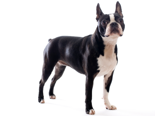 Boston Terrier
