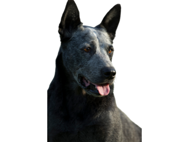 Bovaro Australiano a Coda Corta, razze cani, razze cani taglia media