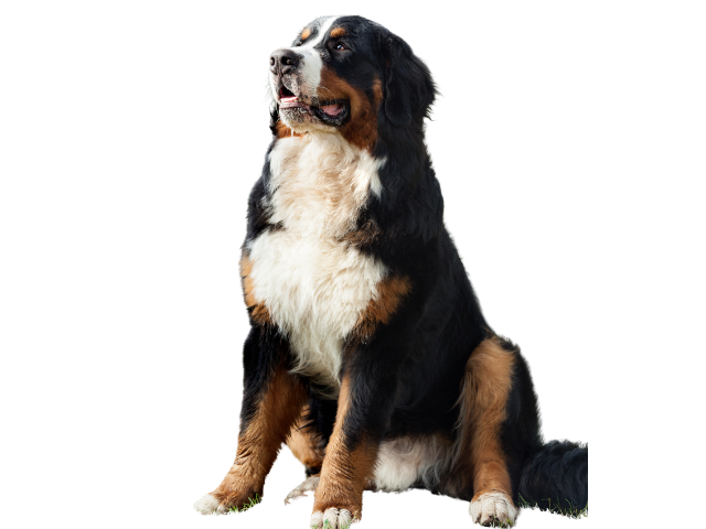 Bovaro del Bernese,razze di cani gigante, razze di taglia gigante