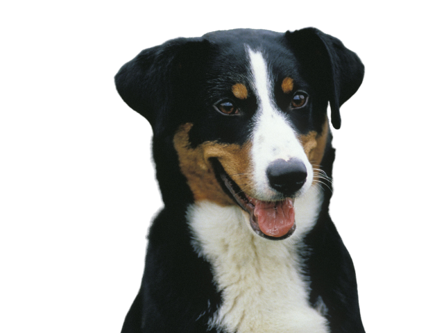 Bovaro dell’Appenzell, razze cani, razze cani taglia media