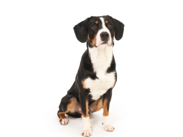 Bovaro dell'Entlebuch, razze cani, razze cani taglia media