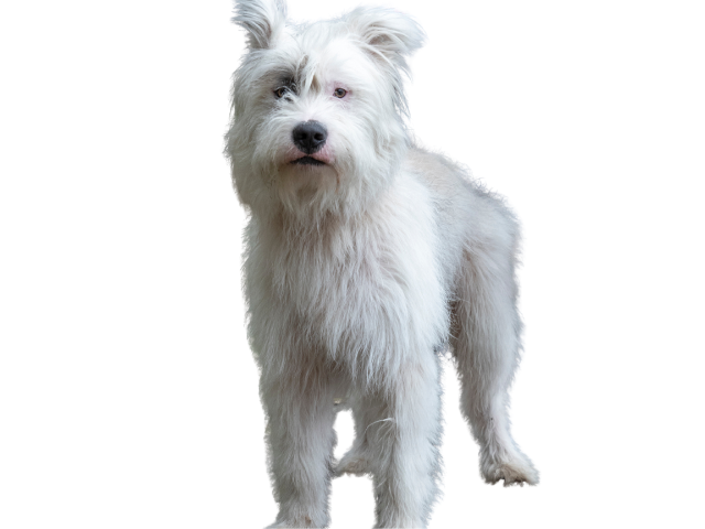 Bovaro delle Ardenne, razze cani, razze cani taglia media
