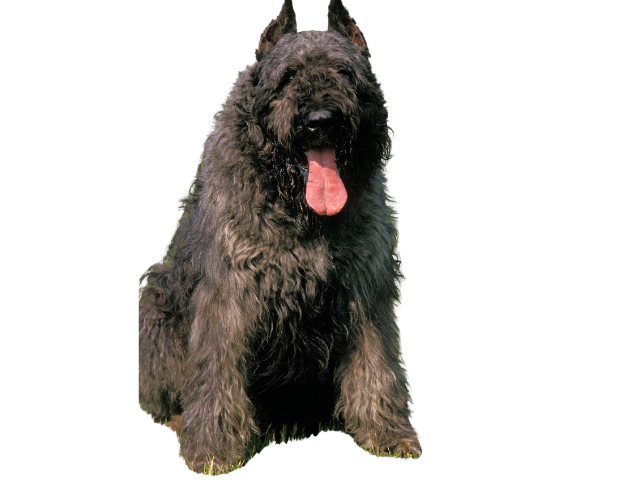 Bovaro delle Fiandre ,razze di cani grandi, razze di cani grande taglia, Razze di cani di taglia grande