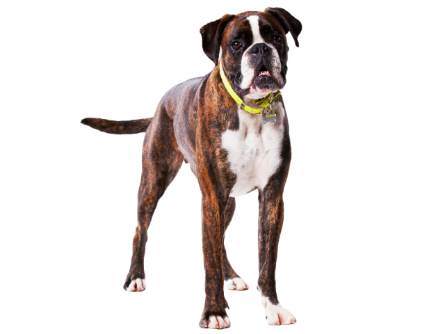 Boxer ,razze di cani grandi, razze di cani grande taglia, Razze di cani di taglia grande