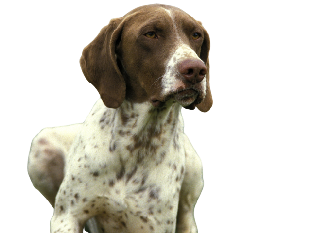 Bracco Francese Tipo Pirenei, razze cani, razze cani taglia media