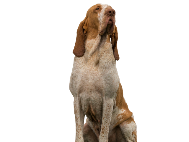 Bracco Italiano ,razze di cani grandi, razze di cani grande taglia, Razze di cani di taglia grande