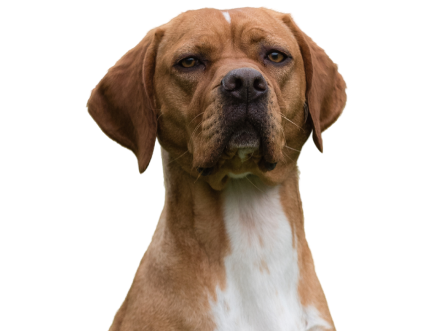 Bracco Portoghese, razze cani, razze cani taglia media