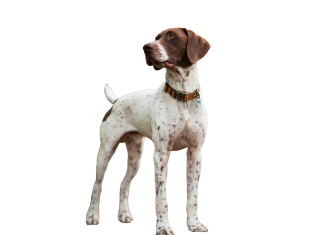Bracco Saint Germain, razze cani, razze cani taglia media