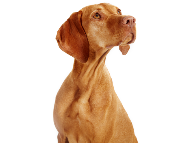 Bracco Ungherese (Vizsla), razze cani, razze cani taglia media