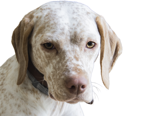 racco del Bourbonnais, razze cani, razze cani taglia media