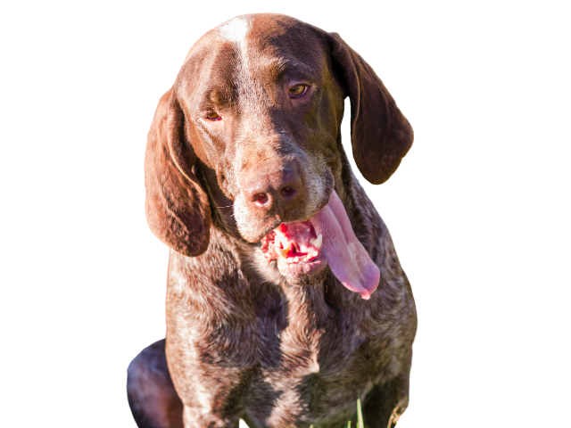 ,razze di cani grandi, razze di cani grande taglia, Razze di cani di taglia grande