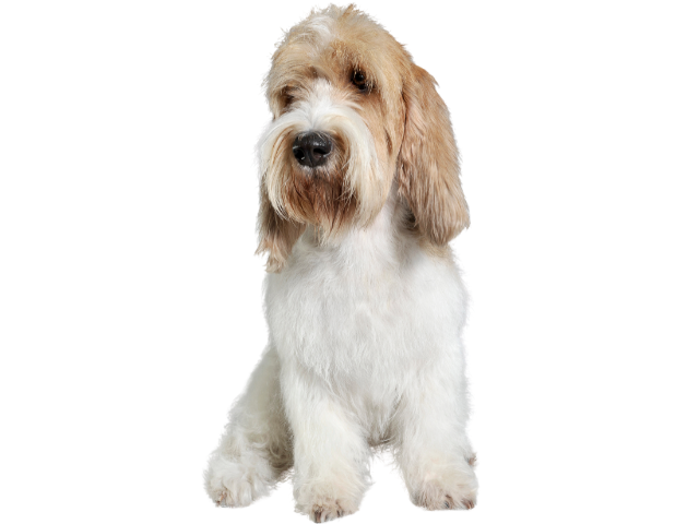 Briquet Griffon Vendéen, razze cani, razze cani taglia media