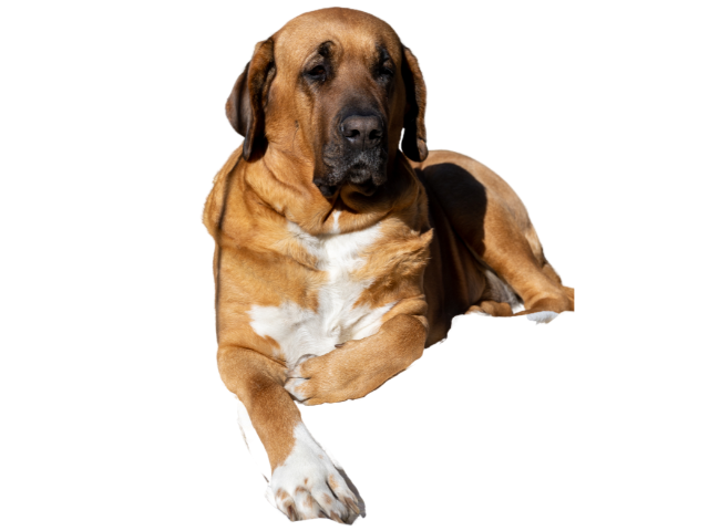 Broholmer,razze di cani gigante, razze di taglia gigante