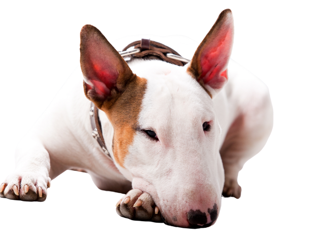 Bull Terrier