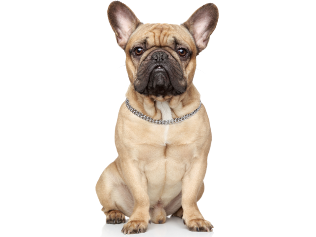 Bulldog Francese, razze cani, razze cani taglia media