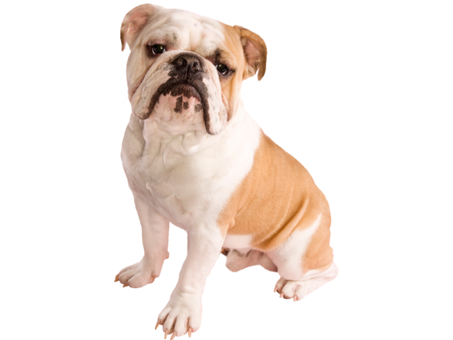 Bulldog, razze cani, razze cani taglia media