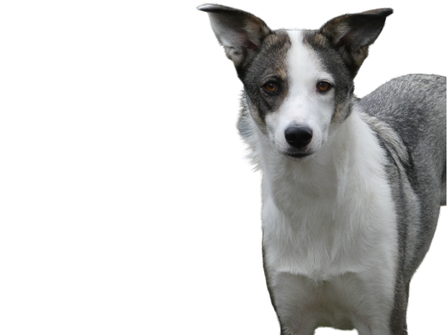Canaan Dog, razze cani, razze cani taglia media