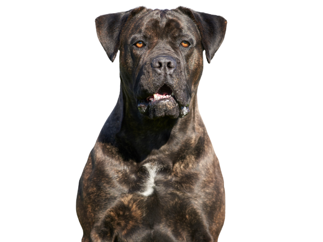 Cane Corso ,razze di cani grandi, razze di cani grande taglia, Razze di cani di taglia grande