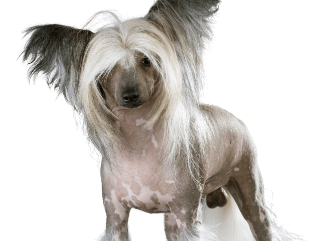 Cane Crestato Cinese