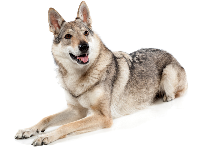 Cane Lupo Cecoslovacco ,razze di cani grandi, razze di cani grande taglia, Razze di cani di taglia grande
