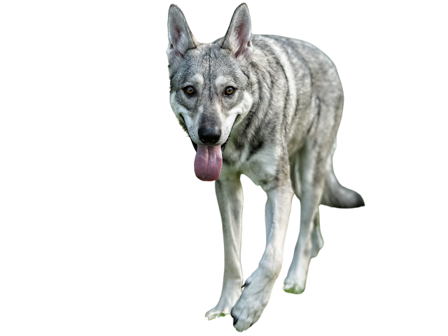 Cane Lupo di Saarloos, razze di cani grandi, razze di cani grande taglia, Razze di cani di taglia grande