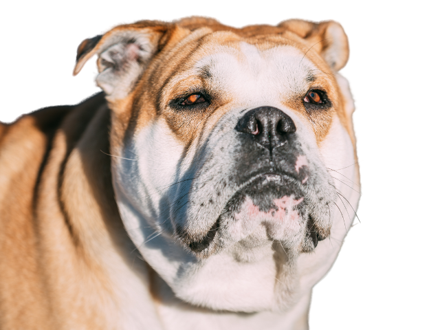 Cane Mastino di Maiorca,razze di cani grandi, razze di cani grande taglia, Razze di cani di taglia grande