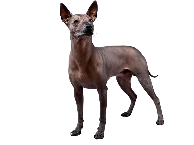 Cane Nudo Messicano (Xoloitzcuintle), razze cani, razze cani taglia media