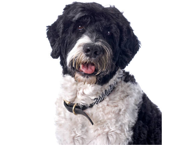 Cane d’Acqua Portoghese, razze cani, razze cani taglia media