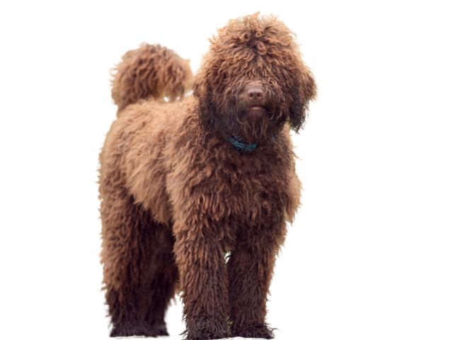 Cane d'Acqua Spagnolo, razze cani, razze cani taglia media