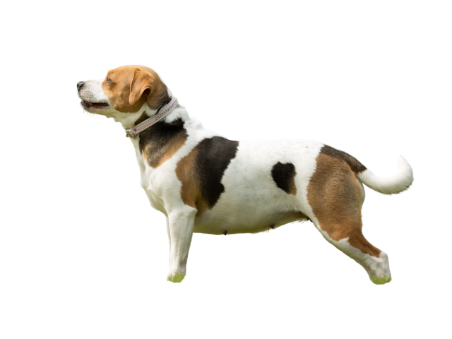 Cane da Fattoria Svedese