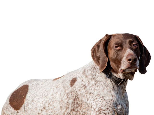 Cane da Ferma Tedesco a Pelo Corto (Kurzhaar) ,razze di cani grandi, razze di cani grande taglia, Razze di cani di taglia grande