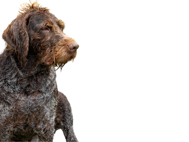 Cane da Ferma Tedesco a Pelo Lungo (Deutscher Langhaar) ,razze di cani grandi, razze di cani grande taglia, Razze di cani di taglia grande