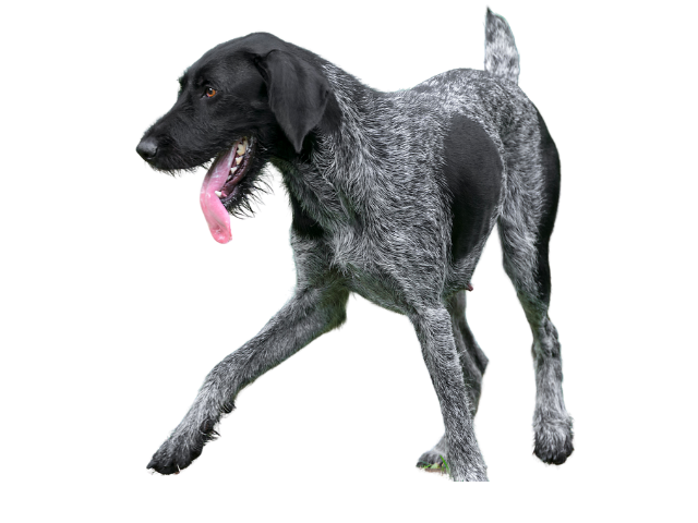 Cane da Ferma Tedesco a Pelo Ruvido (Drahthaar) ,razze di cani grandi, razze di cani grande taglia, Razze di cani di taglia grande