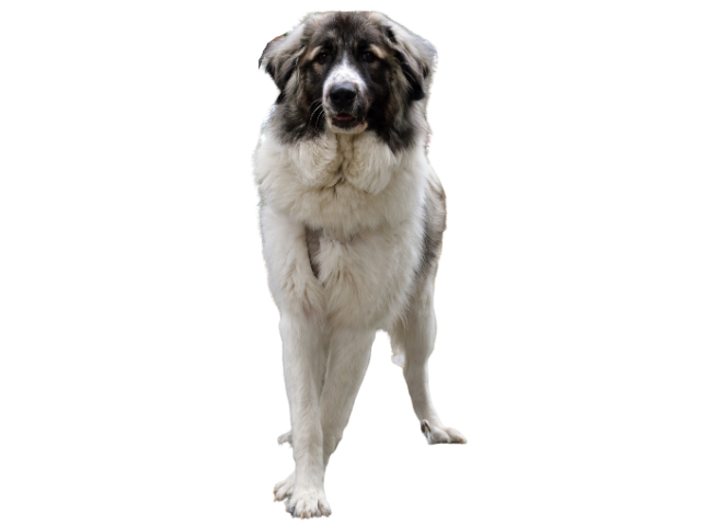 Cane da Montagna dei Pirenei ,razze di cani gigante, razze di taglia gigante, razze cane, razze di cane