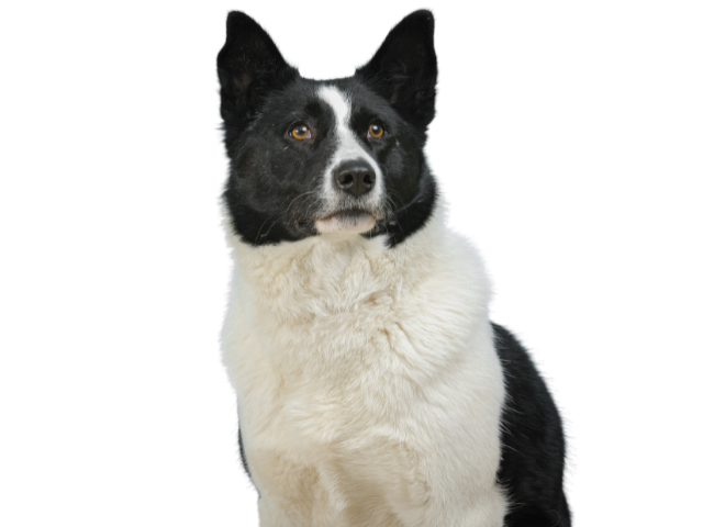 Cane da Orso della Carelia, razze cani, razze cani taglia media