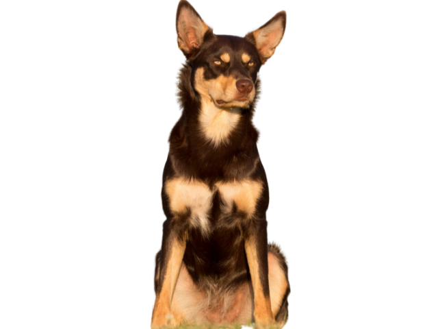 Cane da Pastore Australiano (Kelpie), razze cani, razze cani taglia media