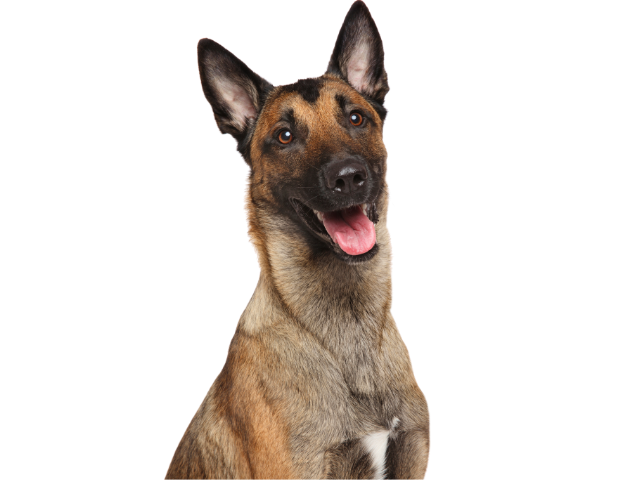Cane da Pastore Belga (Malinois), razze cani, razze cani taglia media