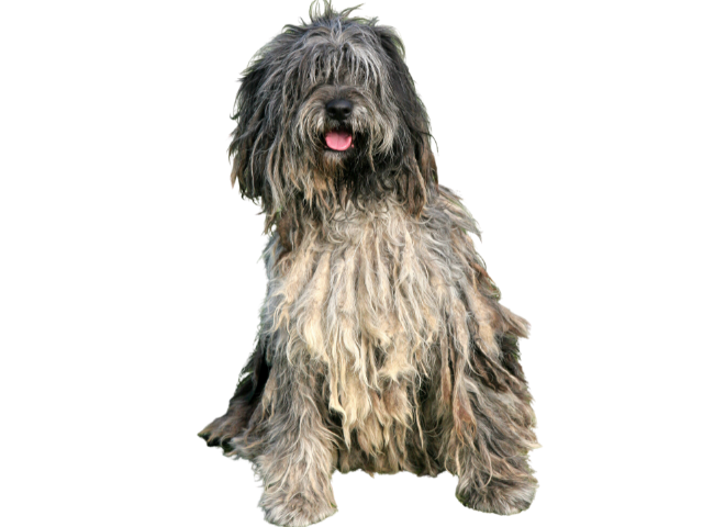 Cane da Pastore Bergamasco, razze cani, razze cani taglia media